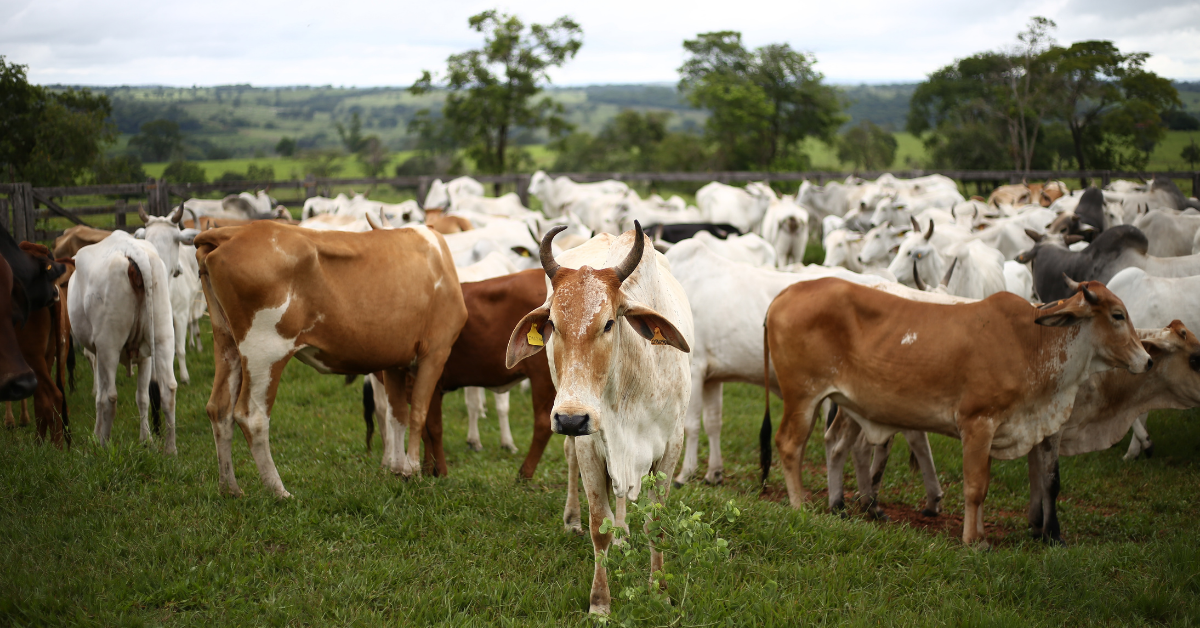 Pt Visi Indonesia Livestock