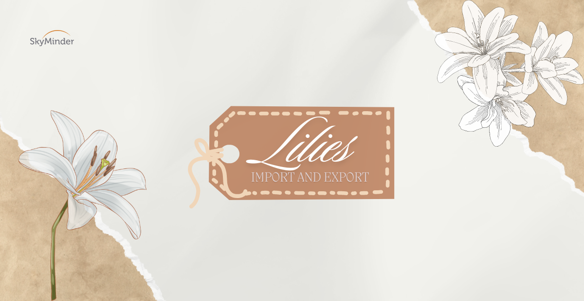 Lilies