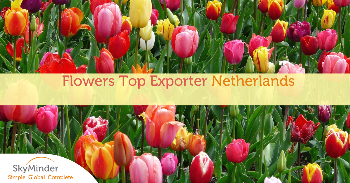 Copia Di Copia Di Flowers Top Exporter Netherlands Fb