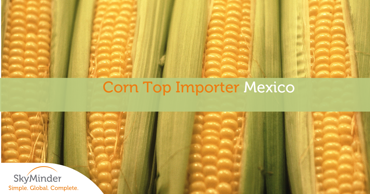 Copia Di Corn Top Importer Mexico Fb